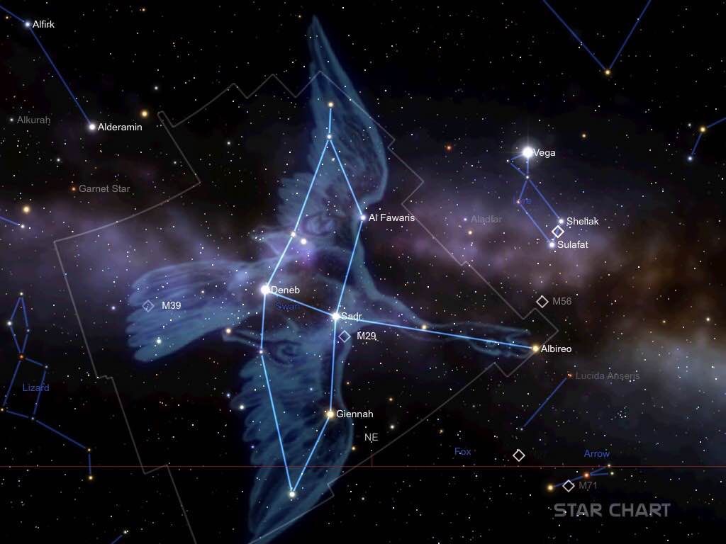 cygnus